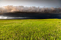 Storm clouds over grassland, Buffalo Gap National Grasslands near Panorama Point, Badlands National Park, South Dakota, USA. June, 2022.