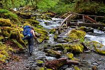 Woman hiking along trail next to the Quinault River, Olympic National Park, Washington, USA. June, 2022. Model released.