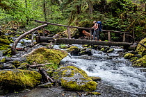RF - Woman carrying backpack crossing wooden bridge over the Quinault River, Olympic National Park, Washington, USA. June, 2022. Model released. (This image may be licensed either as rights managed or...