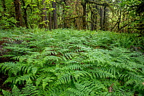 Ferns and moss covered trees along the Quinault Nature Loop Trail in the Quinault River Valley, Olympic National Park, Washington, USA. June.