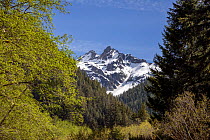 Snowcapped Mount Anderson viewed from the Enchanted Valley, Olympic National Park, Washington, USA. June, 2022.
