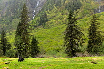 Black bear (Ursus americanus) walking through valley, Enchanted Valley, Olympic National Park, Washington, USA. June.