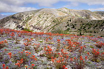 Paintbrush (Castilleja sp.) and Lupine (Lupinus sp.) flowers blooming along the Loowit Trail (#216) in the blast zone, Mount St Helens National Volcanic Monument, Cascade Mountains, Washington, USA. J...