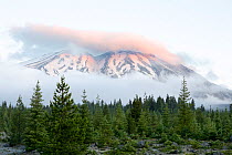 RF - New forest growth in the Lahar deviation area with low cloud at sunrise, Mount St Helens National Volcanic Monument, Cascade Mountains, Washington, USA. July, 2022. (This image may be licensed ei...