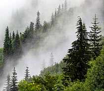 Trees on mountainside shrouded in fog, near Norway Pass, Mount St Helens National Volcanic Monument, Cascade Mountains, Washington, USA. July, 2022.