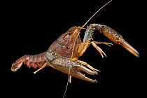 Southern plains crayfish (Procambarus simulans) portrait, Great Bend-Brit Spaugh Zoo, Kansas, USA. Captive.