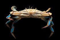 Lesser blue crab (Callinectes similis) portrait, Gulf Specimen Marine Lab, Florida, USA. Captive.