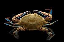 Lesser blue crab (Callinectes similis) portrait, Gulf Specimen Marine Lab, Florida, USA. Captive.