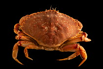 Atlantic rock crab (Cancer irroratus) portrait, Maine State Aquarium, Maine, USA. Captive.
