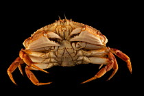 Atlantic rock crab (Cancer irroratus) portrait, Maine State Aquarium, Maine, USA. Captive.