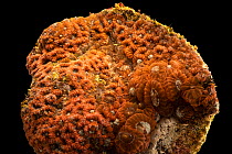 Moon coral (Favites sp.) portrait, Butterfly Pavilion, Colorado. Captive.