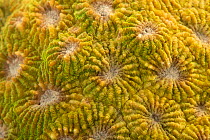 Sunray brain coral (Diploastrea heliopora) close up portrait, Downtown Aquarium, Colorado. Captive.