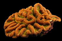 Boulder brain coral (Colpophyllia natans) portrait, Riverbanks Zoo and Garden, South Carolina. Captive.