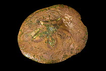 Sea biscuit (Clypeaster subdepressus) portrait, Gulf Specimen Marine Lab and Aquarium, Florida. Captive.