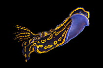 Regal goddess nudibranch (Felimare picta) portrait, Pure Aquariums, Nebraska. Captive, occurs in Atlantic Ocean.