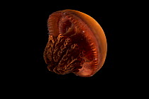Blubber jellyfish (Catostylus mosaicus) portrait, Monterey Bay Aquarium. Captive, occurs in Indo-Pacific Ocean.