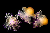 Three Mediterranean jellyfish (Cotylorhiza tuberculata) portrait, Loro Parque's Aquarium, Tenerife. Captive.