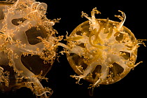 Two Inverted jellyfish (Cassiopea xamachana) underside portrait, Loro Parque's Aquarium, Tenerife. Captive.