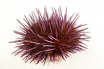 Common sea urchin (Heliocidaris erythrogramma) portrait, Melbourne Zoo. Captive, occurs in western Pacific Ocean.
