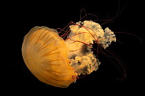 South American sea nettle (Chrysaora plocamia) portrait, Omaha's Henry Doorly Zoo and Aquarium. Captive.