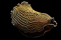 Tiger nudibranch (Armina tigrina) portrait, Gulf Specimen Marine Lab. Captive.