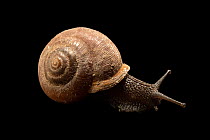 White-llip globe snail (Mesodon thyroidus) portrait, Kansas, USA. Captive.