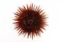 Black sea urchin (Arbacia lixula) portrait, Aquarium Berlin. Captive.
