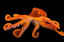 Giant Pacific octopus (Enteroctopus dofleini) female, portrait, Alaska SeaLife Center. Captive.