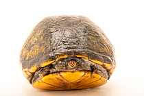White-throated mud turtle (Kinosternon scorpioides albogulare) - Nicaraguan mainland form, portrait, private collection. Captive, occurs in Nicaragua.