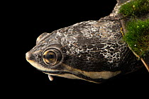 Cotinga River toadhead turtle (Phrynops tuberosus) head portrait, private collection. Captive, occurs in South America.