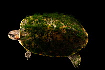 Brown roofed turtle (Pangshura smithii smithii) with algae covered shell, portrait, private collection. Captive, occurs in India, Pakistan and Bangladesh.