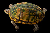 White-throated mud turtle (Kinosternon scorpioides albogulare) - San Andres Island form, portrait, private collection. Captive.