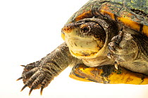 White-throated mud turtle (Kinosternon scorpioides albogulare) - San Andres Island form, head portrait, private collection. Captive.