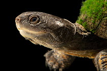Cochin black turtle (Melanochelys trijuga coronata) head portrait, private collection. Captive, occurs in India.
