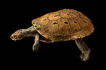 Southern New Guinea stream turtle (Elseya rhodini) portrait, private collection. Captive, occurs in New Guinea.