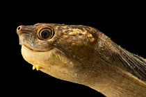 Southern New Guinea stream turtle (Elseya rhodini) head portrait, private collection. Captive, occurs in New Guinea.