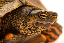 Guerrero wood turtle (Rhinoclemmys pulcherrima pulcherrima) head portrait, private collection. Captive, occurs in Central America.