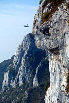 Trained Peregrine falcon (Falco peregrinus) chasing base-jumper down cliff face, Italy.