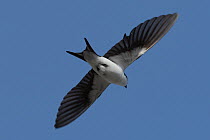 Bahama swallow (Tachycineta cyaneoviridis) in flight, Abaco Islands, Bahamas. Endangered.