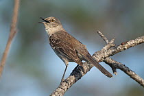 Northern mockingbird (Mimus polyglottos) perched on branch, calling, Abaco Islands, Bahamas.