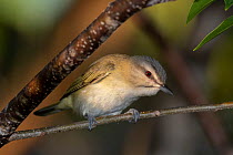 Black-whiskered vireo (Vireo altiloquus) perched on branch, Abaco Islands, Bahamas.