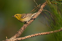 Pine warbler (Dendroica pinus) perched on branch, Abaco Islands, Bahamas.