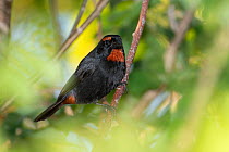 Greater Antillean bullfinch (Melopyrrha violacea) male, perched on branch, Abaco Islands, Bahamas.