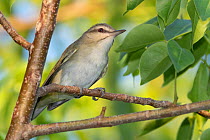 Black-whiskered vireo (Vireo altiloquus) perched on branch, Abaco Islands, Bahamas.