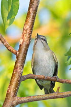 Black-whiskered vireo (Vireo altiloquus) perched on branch, looking up, Abaco Islands, Bahamas.