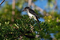 La Sagra's flycatcher (Myiarchus sagrae) perched in tree, Abaco Islands, Bahamas.