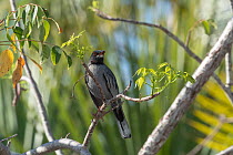Red-legged thrush (Turdus plumbeus) perched on branch, Abaco Islands, Bahamas.