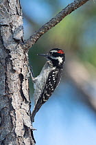 Hairy woodpecker (Picoides villosus) perched on side of tree trunk, Abaco Islands, Bahamas.
