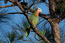 Bahama parrot (Amazona leucocephala bahamensis) perched on branch, Abaco Islands, Bahamas. Endangered.