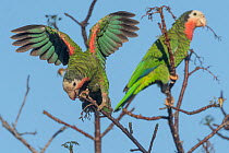 Two Bahama parrots (Amazona leucocephala bahamensis) perched in tree feeding on berries, Abaco Islands, Bahamas. Endangered.